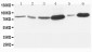 Anti-MMP-9 Antibody